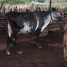Rifa da vaca🐮