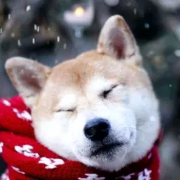 🐕🐕 Doações de animais Chapecó 🐒🐰🐕🦺🐺