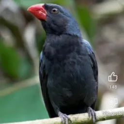 Pássaro brikss RS 🦜Dos amigos capão região litoral 🙏🙏