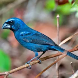 Aves Candeias e Próximidades