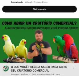 Só aves de pitis que pode criar em cativeiro