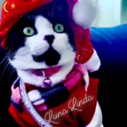 4PATAS ❤️ PETS SUMIDOS E ACHADOS! TROCAS DE INFORMAÇÕES