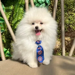 Lulu da Pomerania Goiânia-Go