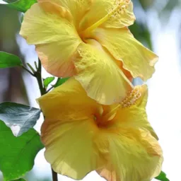 Jardim em casa vendas de plantas