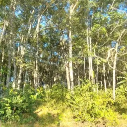 🌳 Chacreamentos Colinas do Vale e Sol Nascente 🌴