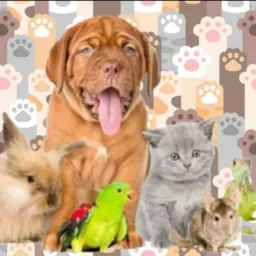 DOAÇÃO E ADOÇÃO DE PETS RJ