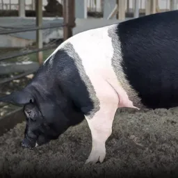 Trocas e vendas, araucaria e região 🐷