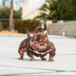 Criadores e amante da raça American Bully