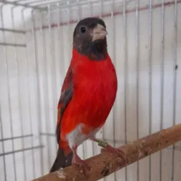 Tarin e canario belga🦅