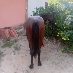 Grupo da rifa da égua