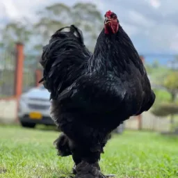 GRUPO DE VENDAS DE ANIMAIS