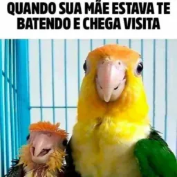 VIDEOS ENGRAÇADOS