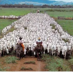 Agro negócio buritis,campo novo,rio branco, Monte Negro,rio pardo , minas novas,alto paraíso