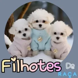 🤎Filhotes de raça SP🐾