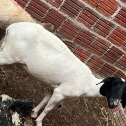 Rifa de uma ovelha🐑