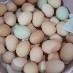 Compra e venda de galinha de  capoeira ovo e pintos