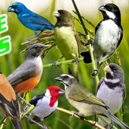 Criadores de campina grande