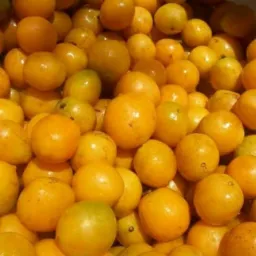 Temos frutas.