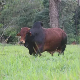 Sindi Alto Araguaia e Região