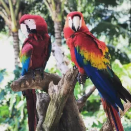 Só pássaros caruaru🦜🦜🦜