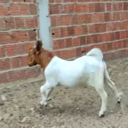 Rifa BOER PO - Petrolina-PE