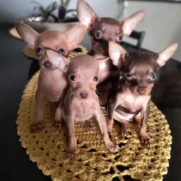 🐶Mimoso dogs!🐾