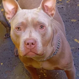 Pit Bull franca região!!!! Catiras vendas e compras de TD !!