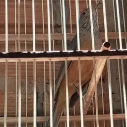 Rifa de uma sabiá laranjeira