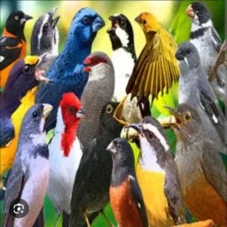 Compra e venda de aves 🐦 BH e região Metropolitana