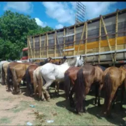 Vendas e trocas botar objeto animal bota o valor não pode link de outro grpo senão tá cabível a ser