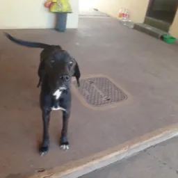 🐾Adoção de animais nova p