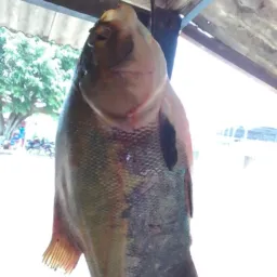 Banca de peixe do amigo tambaquizinho 🐟