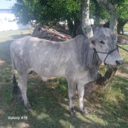 Brik de gado glorinha e regiao