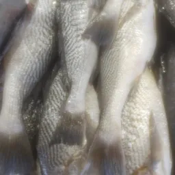 Grupo do peixe