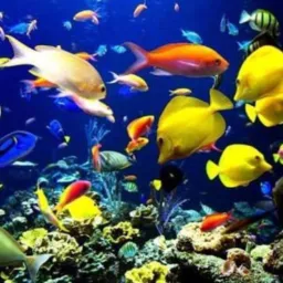 🇧🇷AQUARISTAS FAUNA E FLORA💚💛💙🤍
