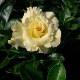 Rosas do deserto vendas e rifa