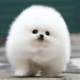 🐾🐾  CÃES TODAS AS RAÇAS 🐾🐾