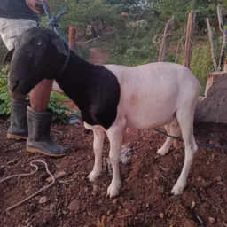 RIFINHA DE DOIS CARNEIROS DE LEMUEL DAS OVELHAS🐑🐑☘️☘️