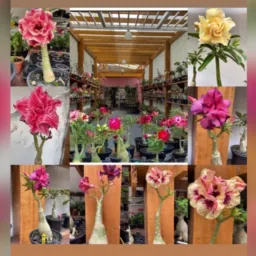 Josi 🌺flores de Saron🌺