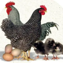 Compra e vendas todos tipo de aves e objetos exceto silvestre 🐓🦃🦚🦆🪿🐐🐄🐎🐖🐇