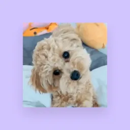 Vende cachorro 🦮🐈✅
