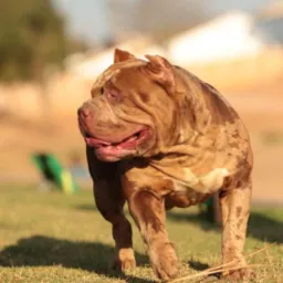 Criadores de PITBULL e PIT MONSTER MT