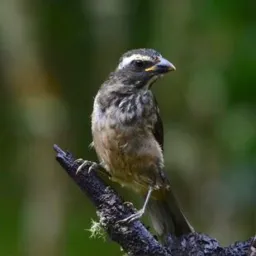 Rolo e venda🦅:Maria Paula e Tribobo