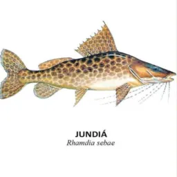 Jundiá Aquarismo 🐟