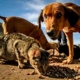 Grupo De Denúncia De Maltrato e Abandono De Animais Luzilândia -PI🐶🐱