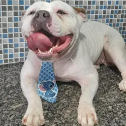 Só americam bully