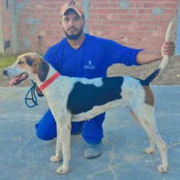 RIFA DE CACHORRO PRONTO NO TATÚ