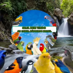 🕊️PÁSSAROS DO BRASIL 🕊️