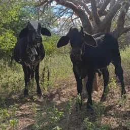 Estou Rifando uma NOVILHA PARIDA DE 2ª CRIA MESTIÇA E SEU BEZERRO *GIR* !