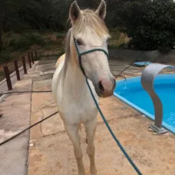 RIFA - CAVALO